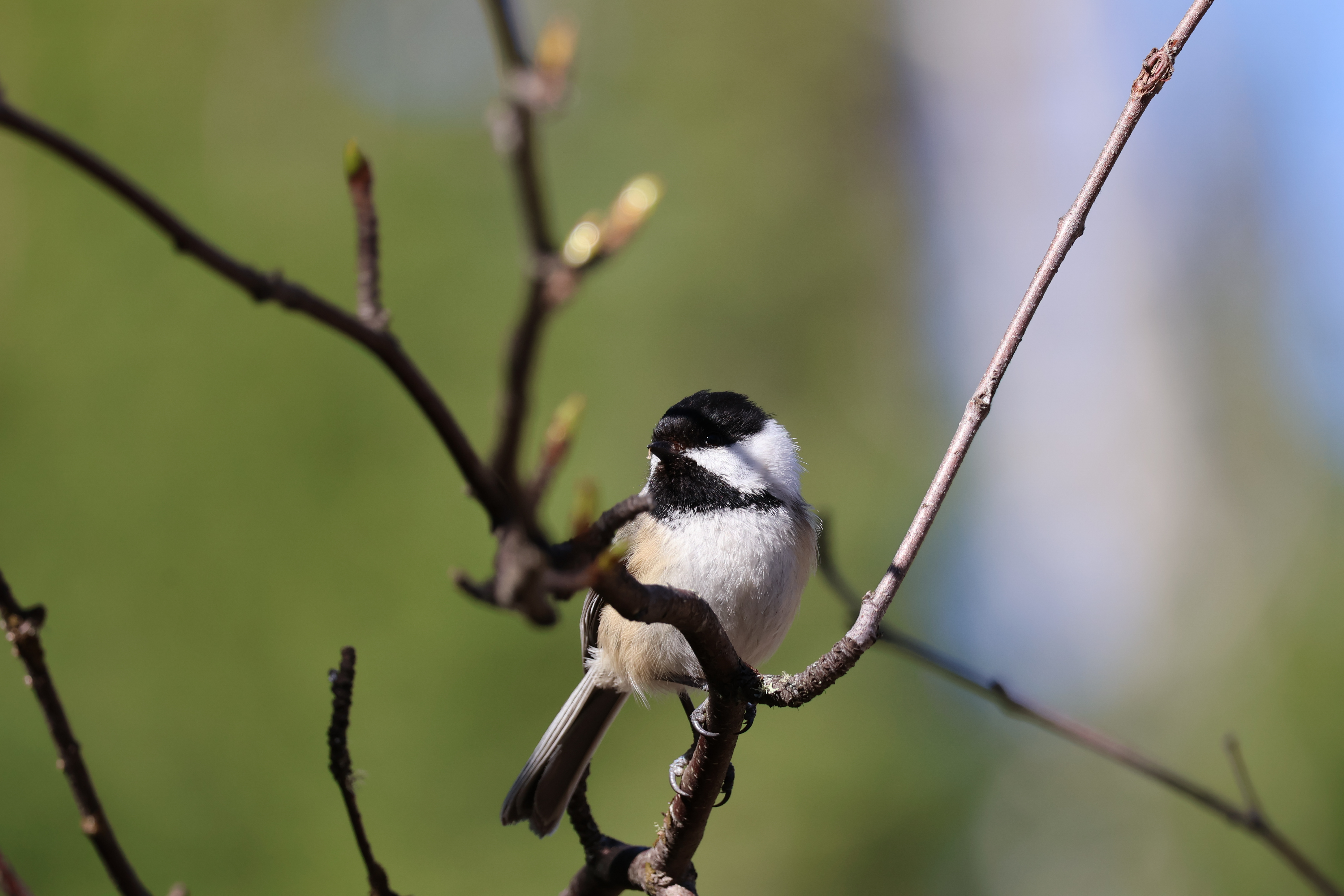 Wildlife photography samples taken with the Canon EOS R10