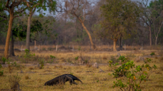 A giant anteater in Brazil