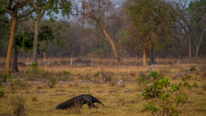 A giant anteater in Brazil