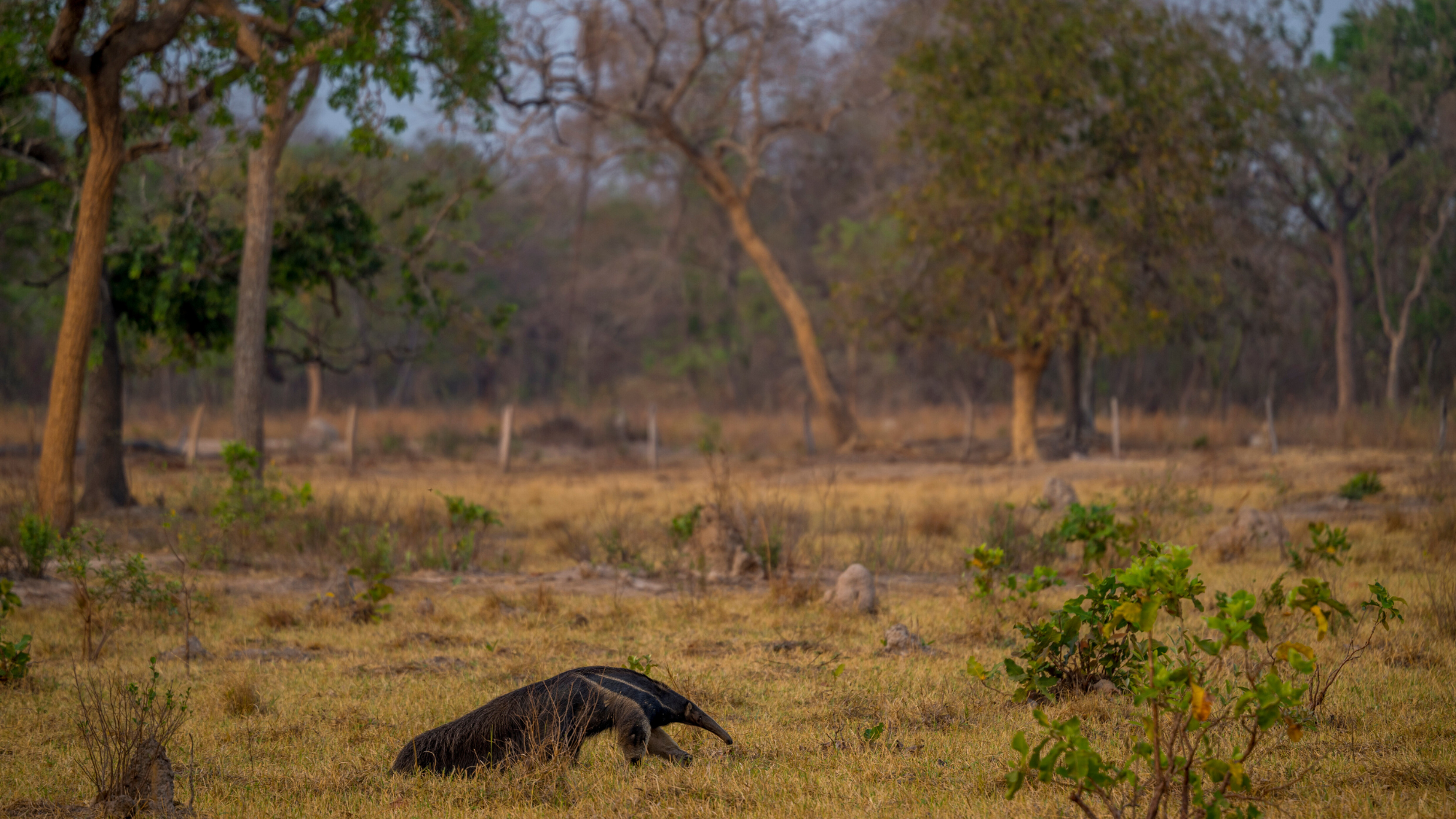 A giant anteater in Brazil