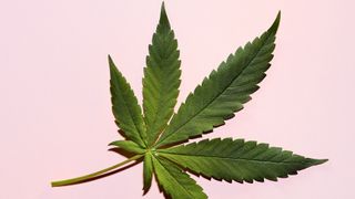 Cannabis Leaf on Pink Background