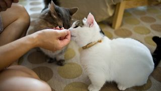 Are cat treats healthy? Two cats - one being fed a treat