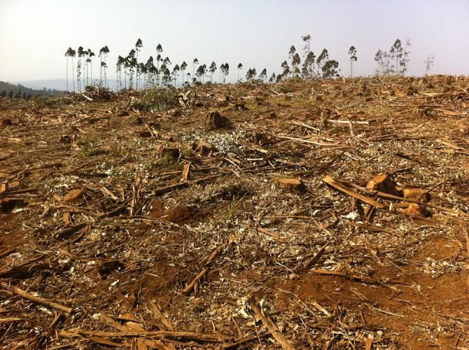 Logging atop the downhill Worlds course.