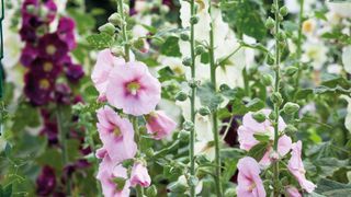Cottage garden idea with alcea rosea flower borders