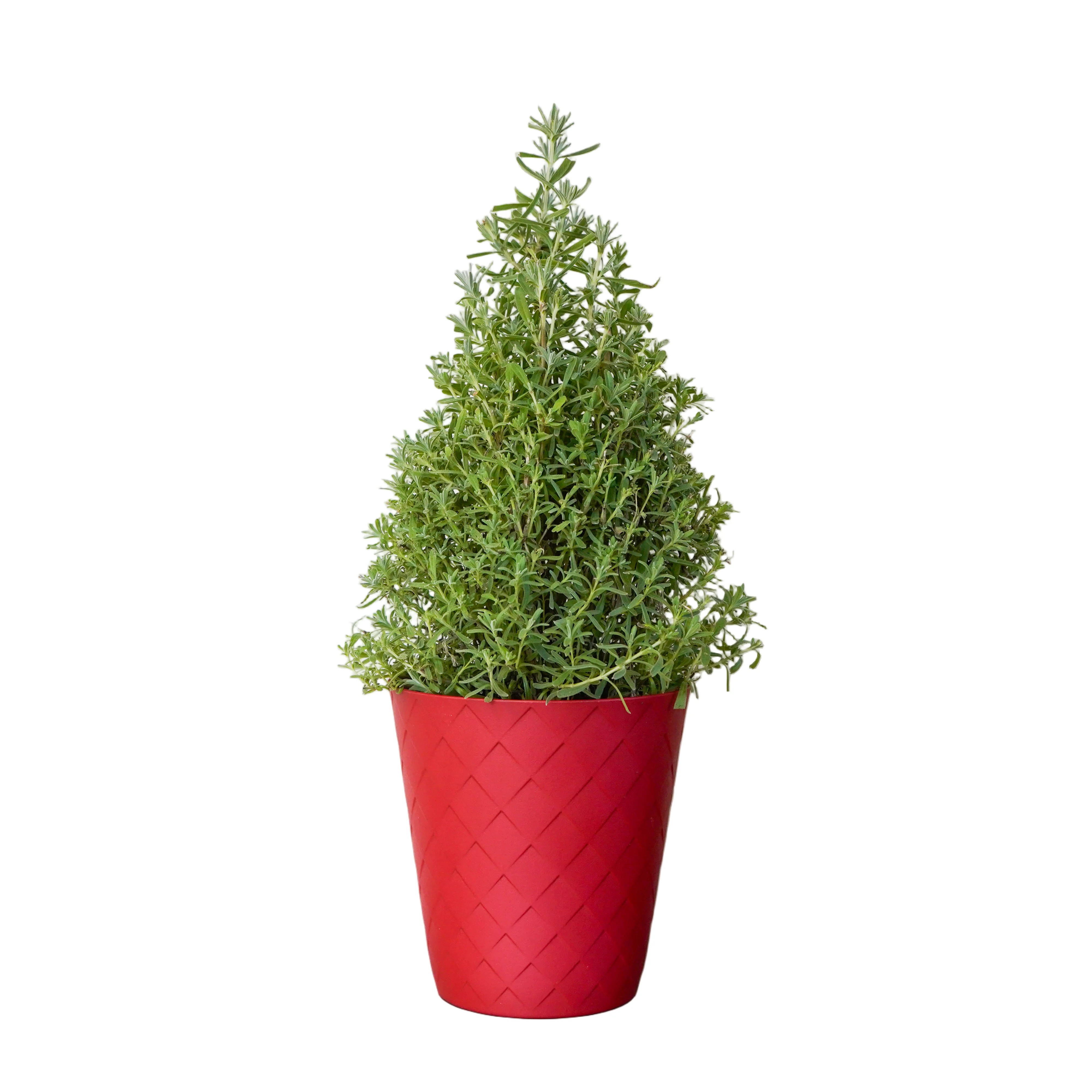 Lavender Cone in Festive Pot