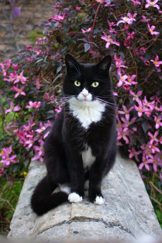 Plants that are poisonous to cats: black and white cat with flowers