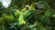 Two ring-necked parakeets perched on a feeder