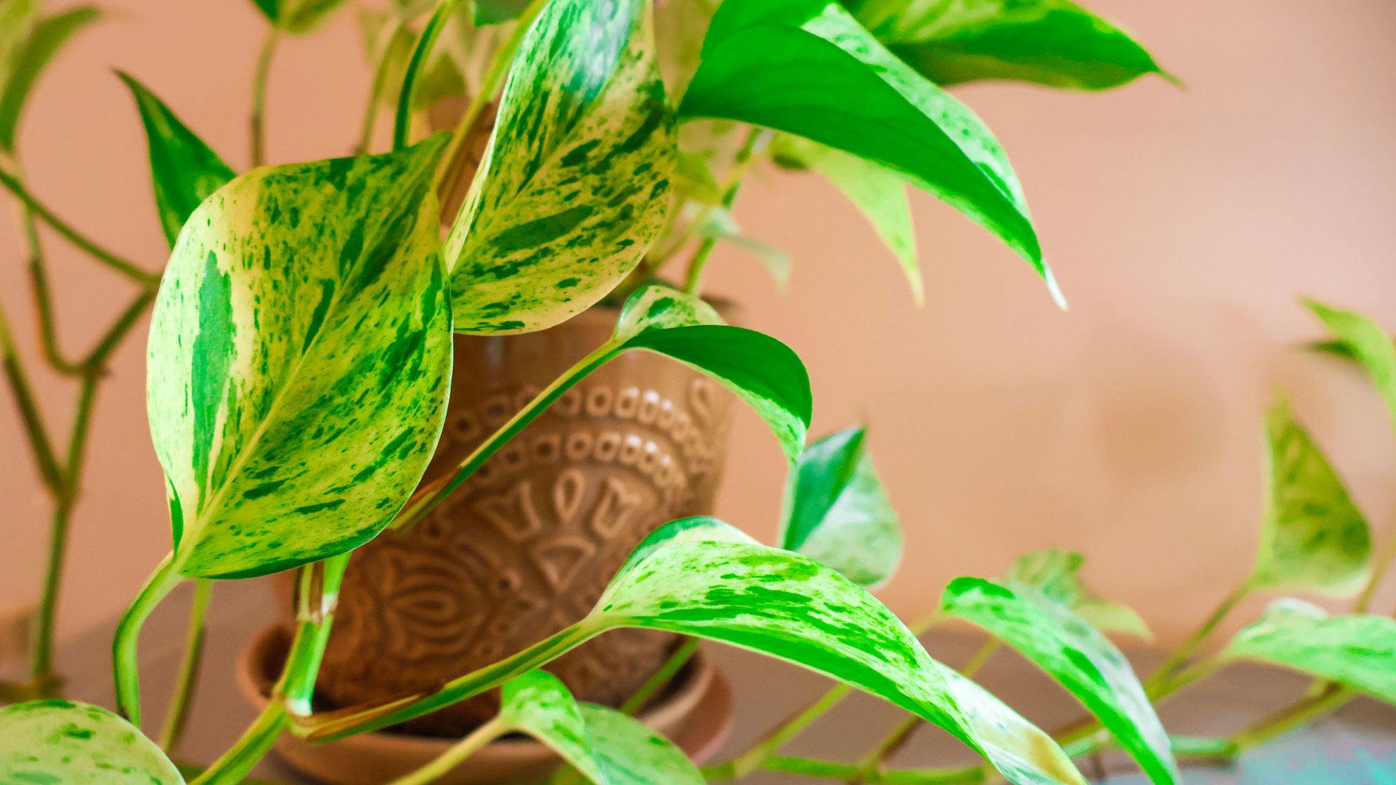 golden pothos plant in brown pot against terracotta wall