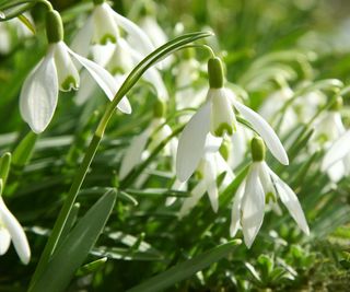 snowdrops in garden