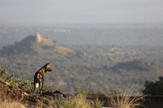 remembering african wild dogs image 2