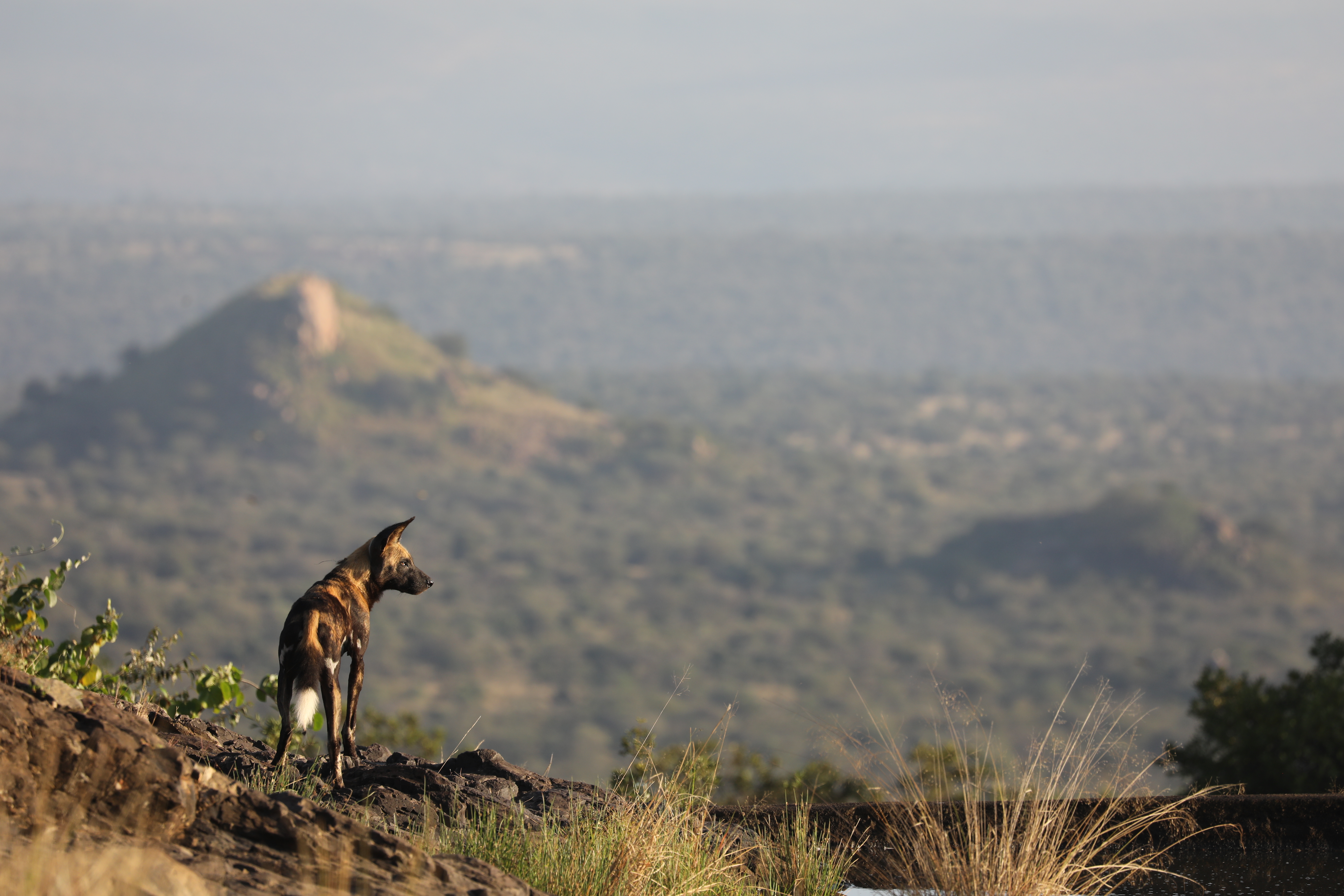 remembering african wild dogs image 2
