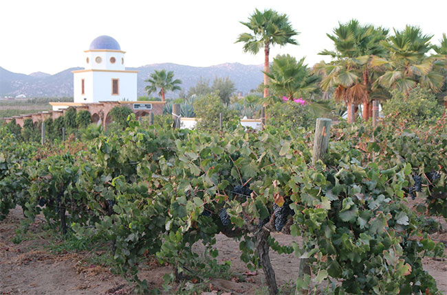 Harvest 2016, Mexico's Baja California Peninsula