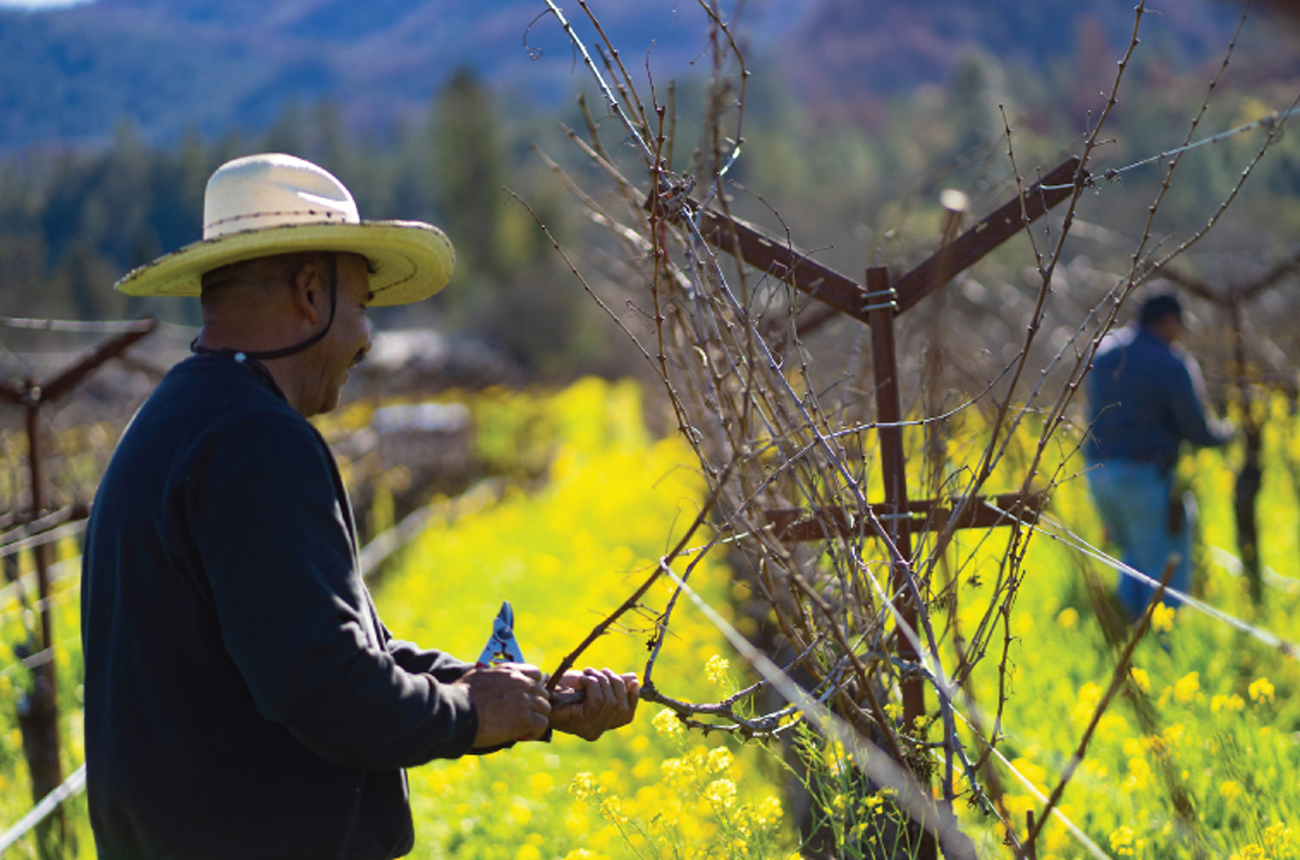 vineyard workers in Napa