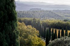 Brunello di Montalcino 2019