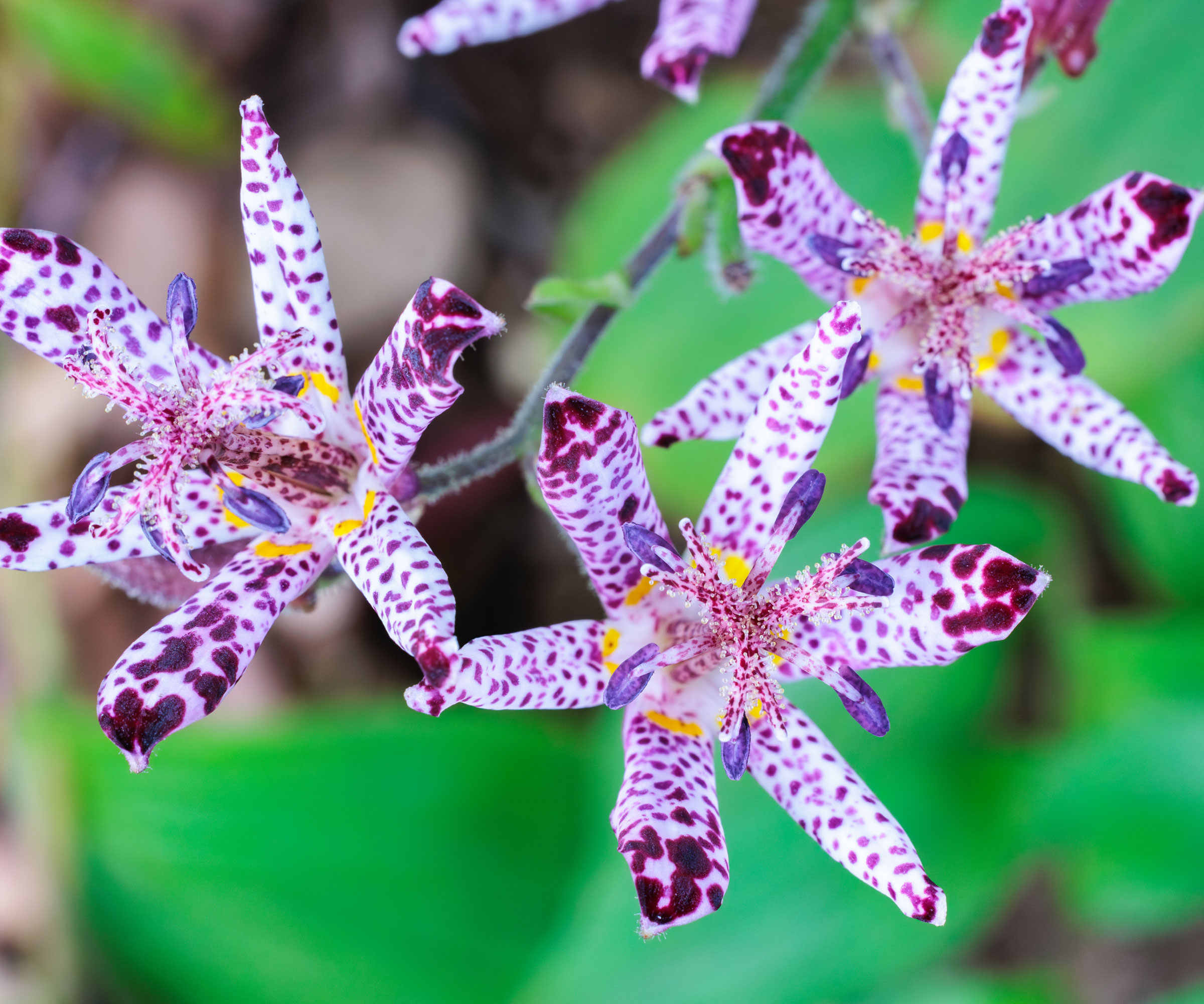 toad lily in full bloom