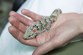 Geckos Hand Roscosmos