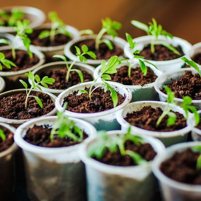 Seedlings growing in cups