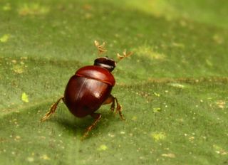 'Lilliputian' Beetle