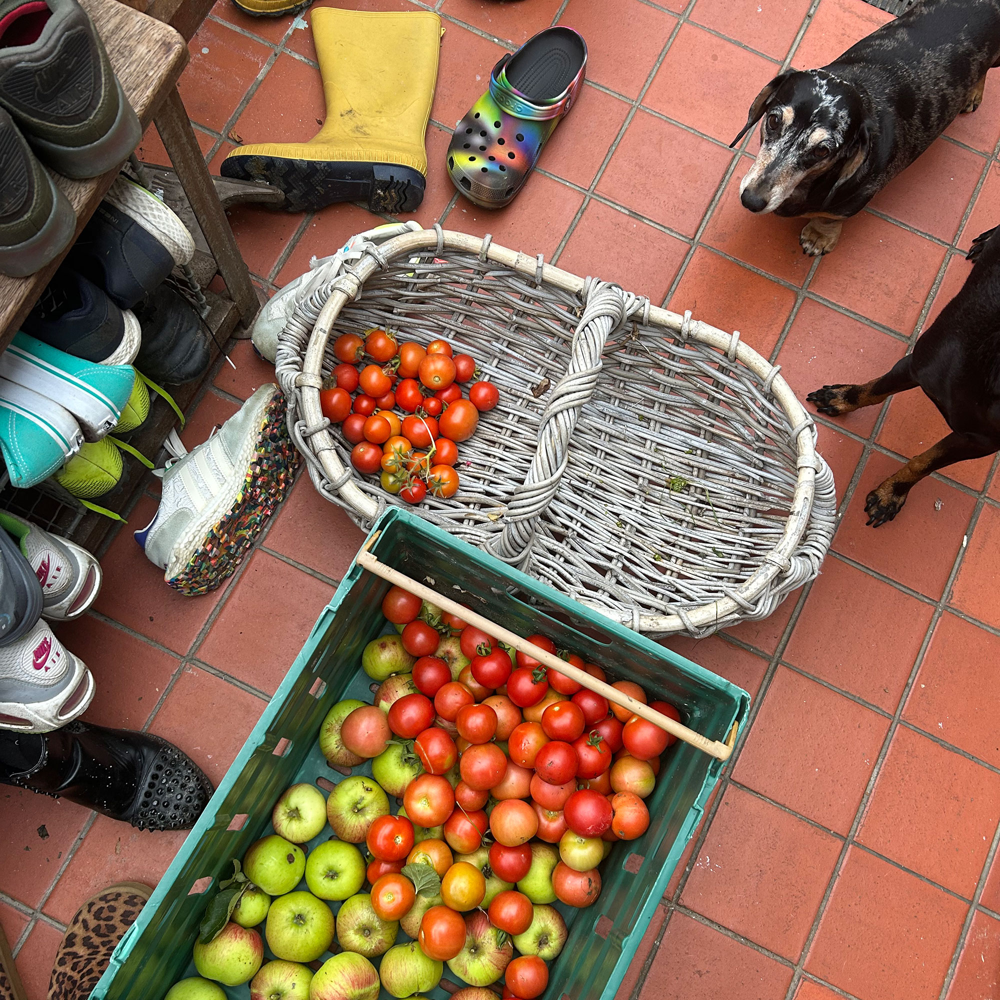 Crate and trug full of apples and and tomatoes on terracotta tiled floor beside dogs and piles of welly boots