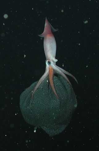 Squid mom