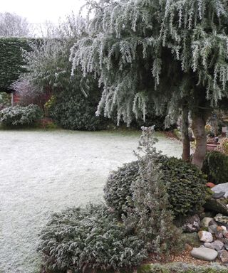 A garden with frost
