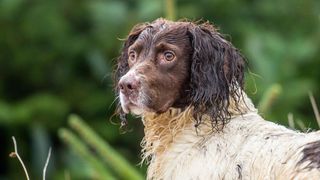 English Spring Spaniel focused on something 