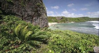 A lone cycad in volcanic soil near Guam's coast.