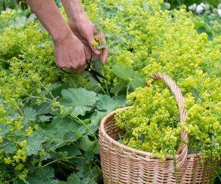 Gardener cutting lady's mantle flowers and putting them in wicker basket