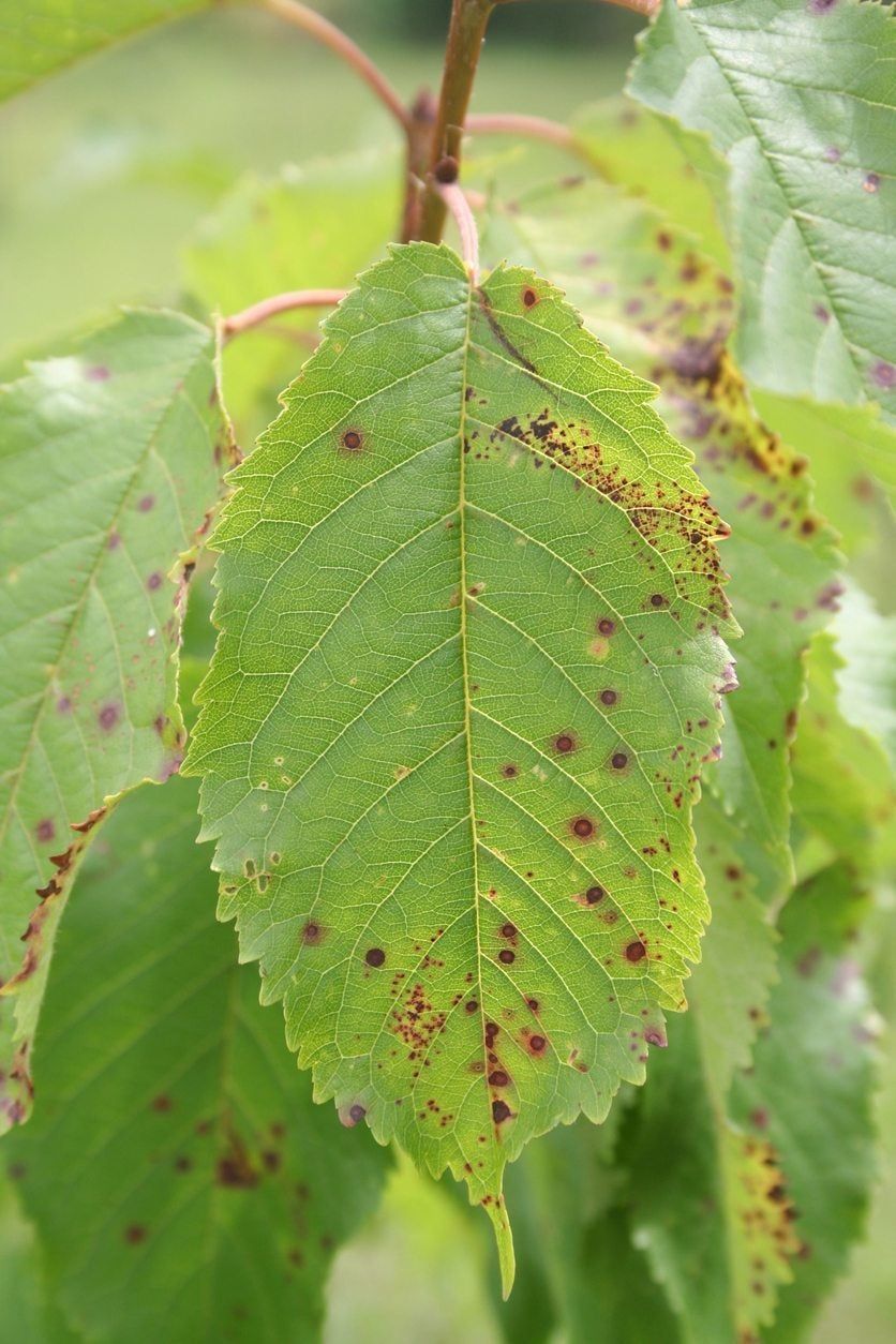 Cherry Leaves With Spots