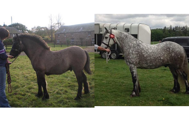 &ldquo;This is my Highland, Burnside Vorlich, pictured as a foal and now as a nine-year-old&rdquo; &mdash; Sandie Kydd