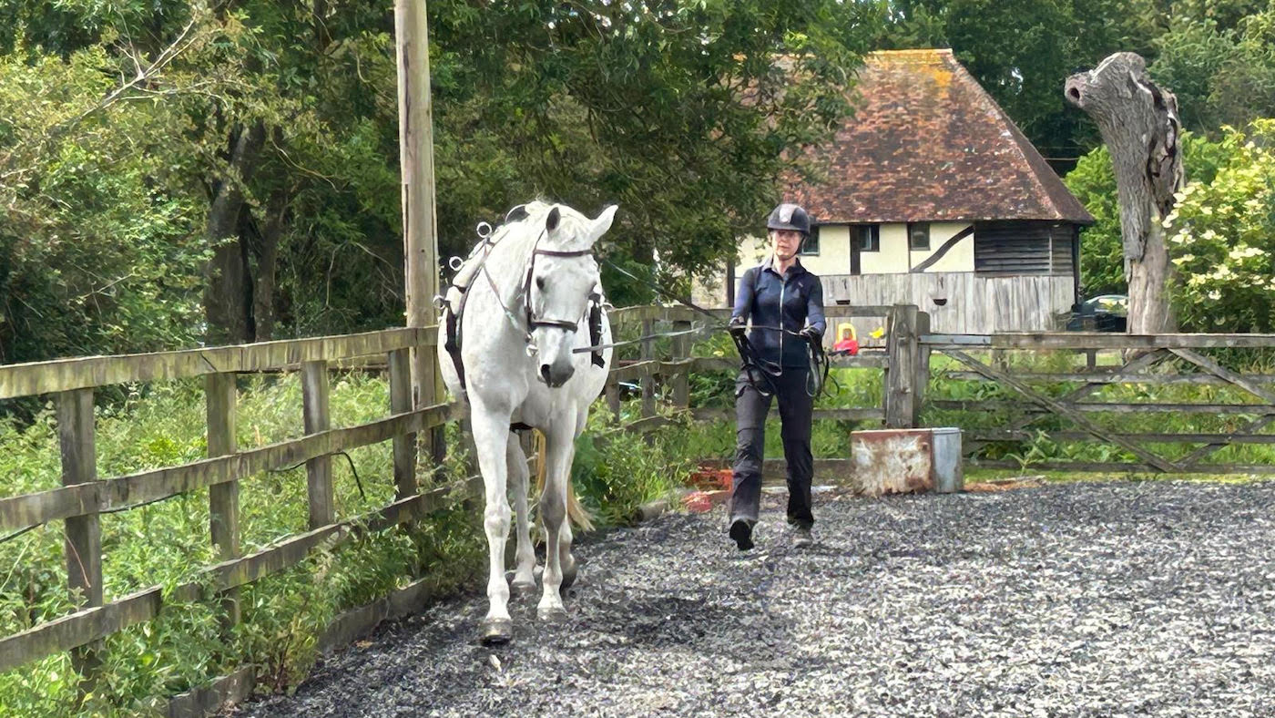 Long-reining a grey horse