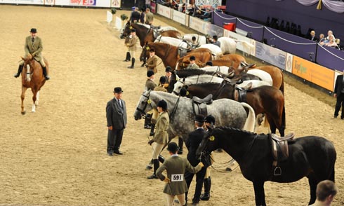 Showing at HOYS