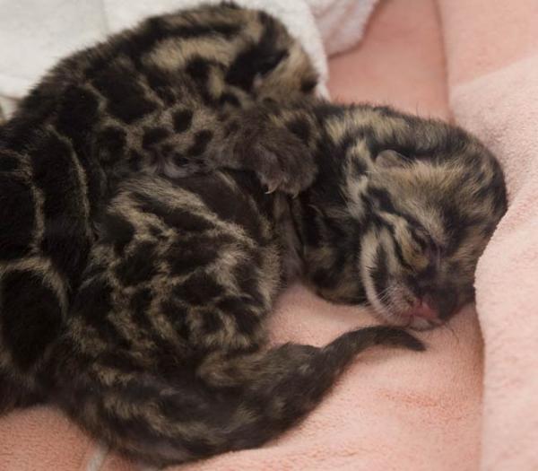 Nap time. Being this adorable is exhausting.
