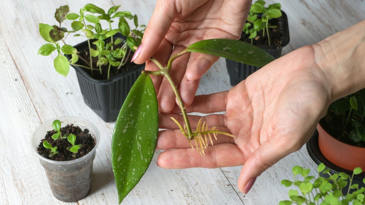 Hands holding a houseplant cutting that has sprouted roots