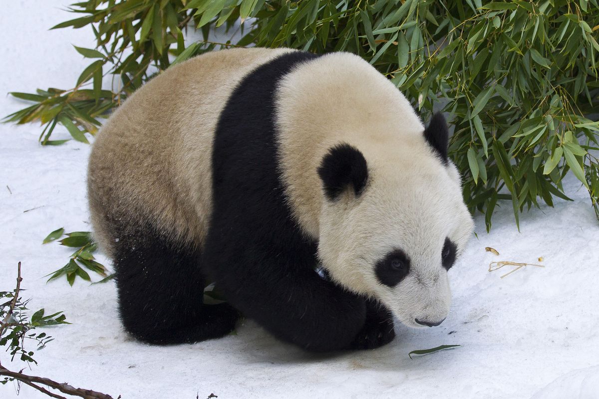 Yun Zi Panda San Diego Zoo snow