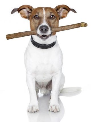 safe chew sticks for puppies