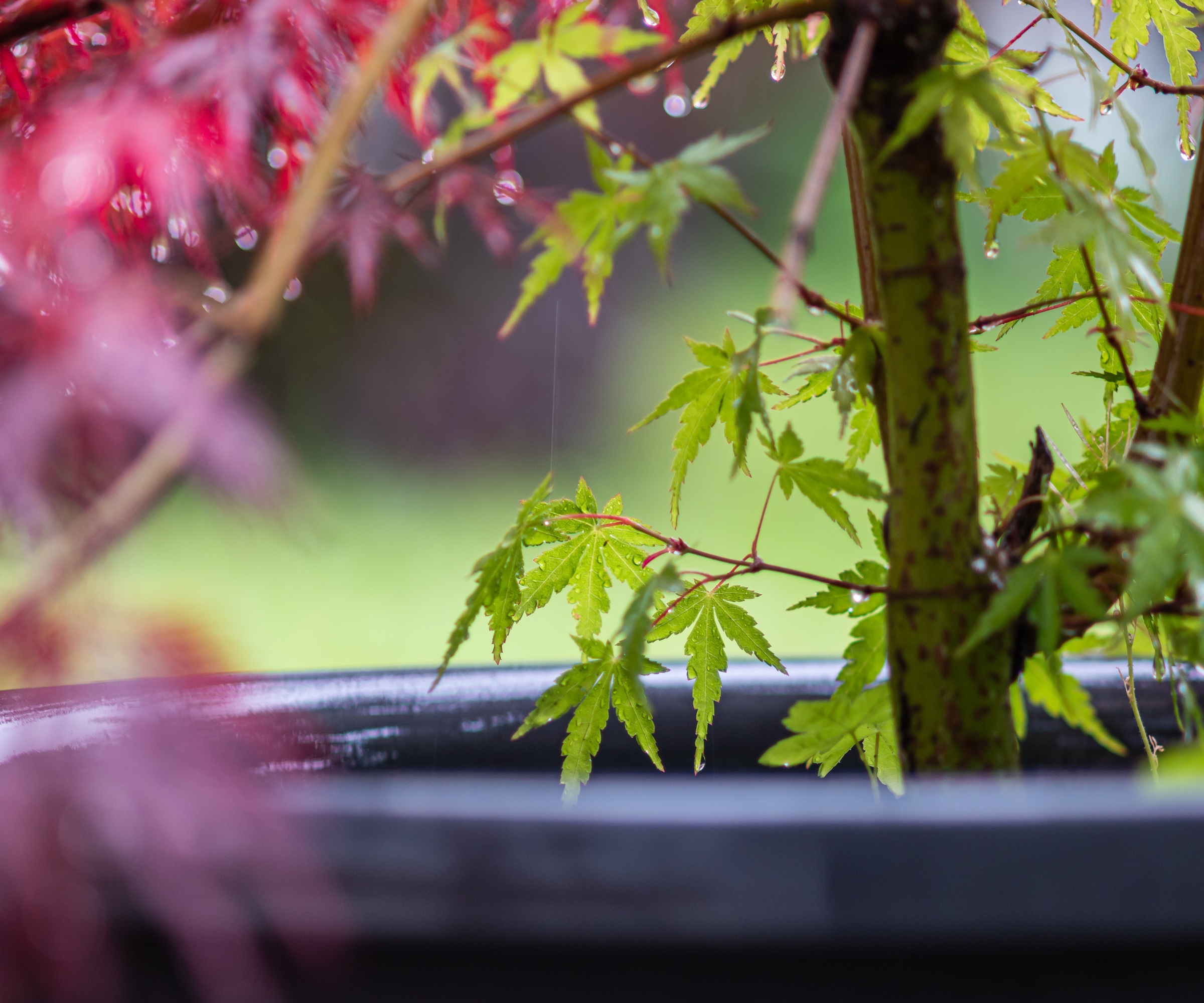 Japanese Maple in container