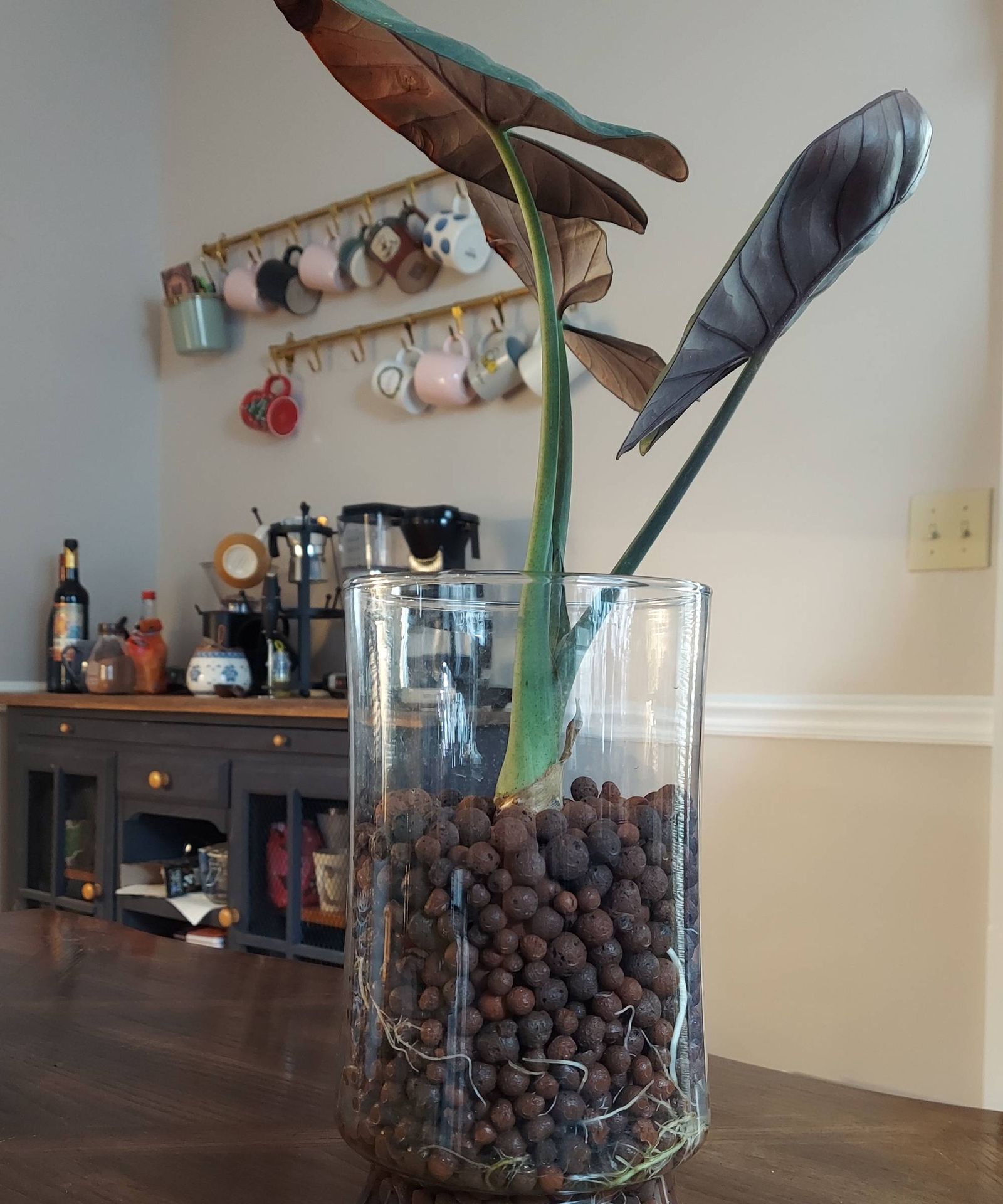 Semi-Hydroponics Guide: LECA Setup for Healthier Houseplants ...