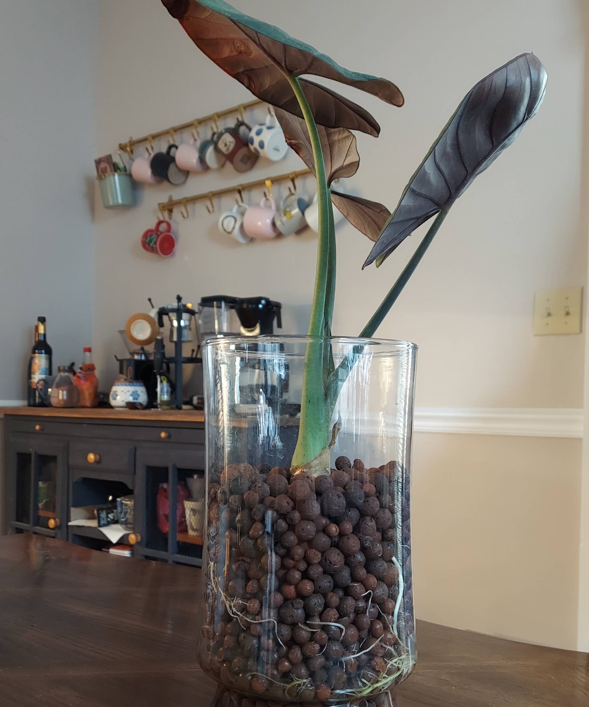 Alocasia in LECA clay balls