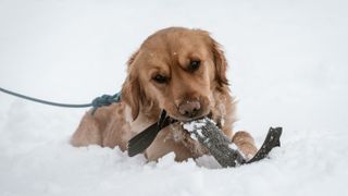 Golden retriever plays with a toy