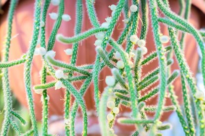 Sprouting Mistletoe How to Propagate Mistletoe Cactus — 3 Simple Steps | Livingetc