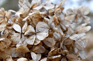 dried hydrangea flowers