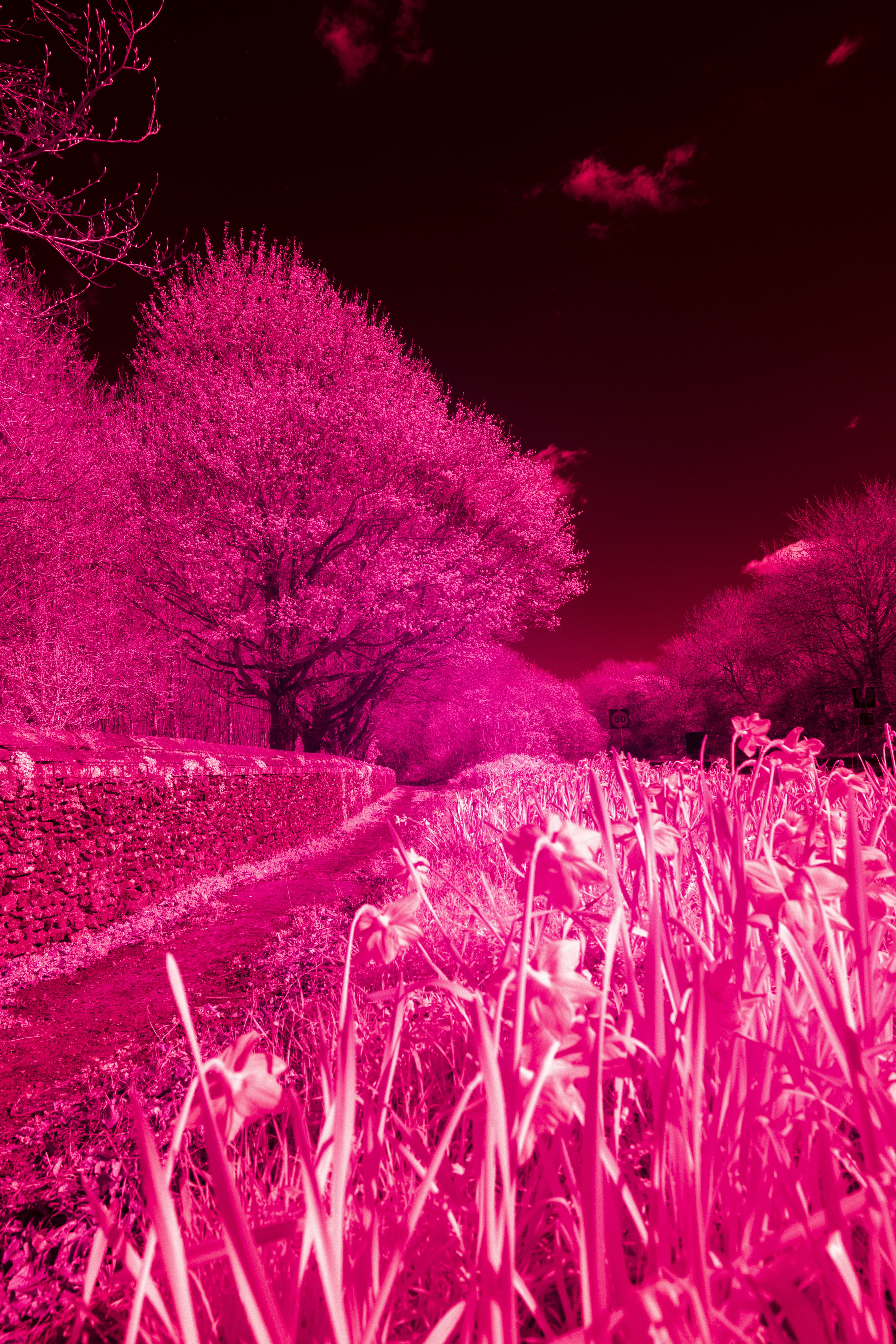 Hoya R72 Infrared Test Shot