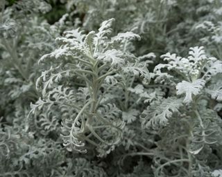 Senecio Cineraria or Silver Dust plant