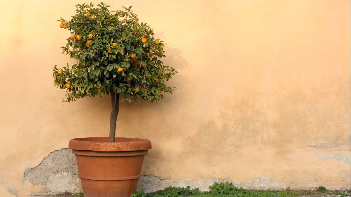 Best low-maintenance trees for pots – 5 compact varieties that don't mind being ignored