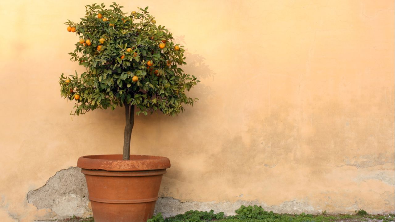 Tree in pot