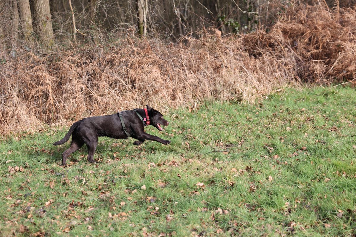 Canon EOS R6 review: A superb mirrorless camera that never misses a ...