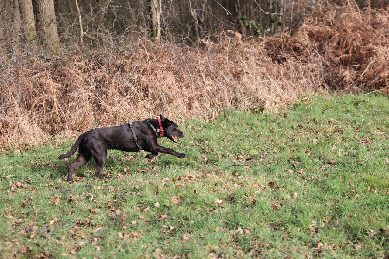 A shot taken with the Canon EOS R6. It shows a Labrador dog running across the frame