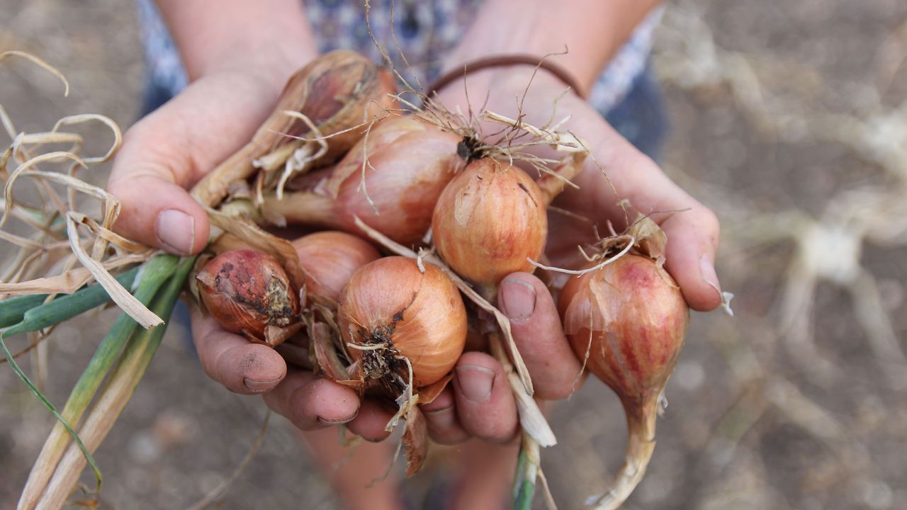 harvesting shallots