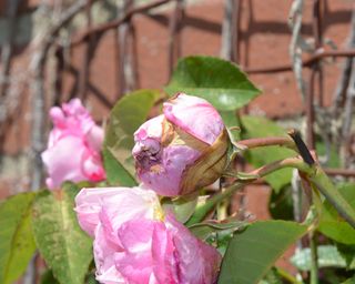 Flower balling on the unopened petals of a Gertrude Jeykll rose